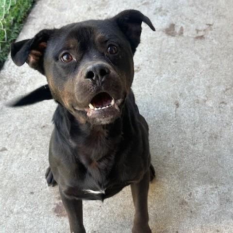 Kimbo, Adoptable, Adult Male Pit Bull Terrier & Rottweiler.