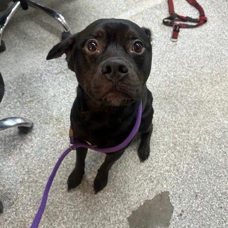 Kimbo, a Adoptable mixed breed in Coos Bay, OR image 2/2