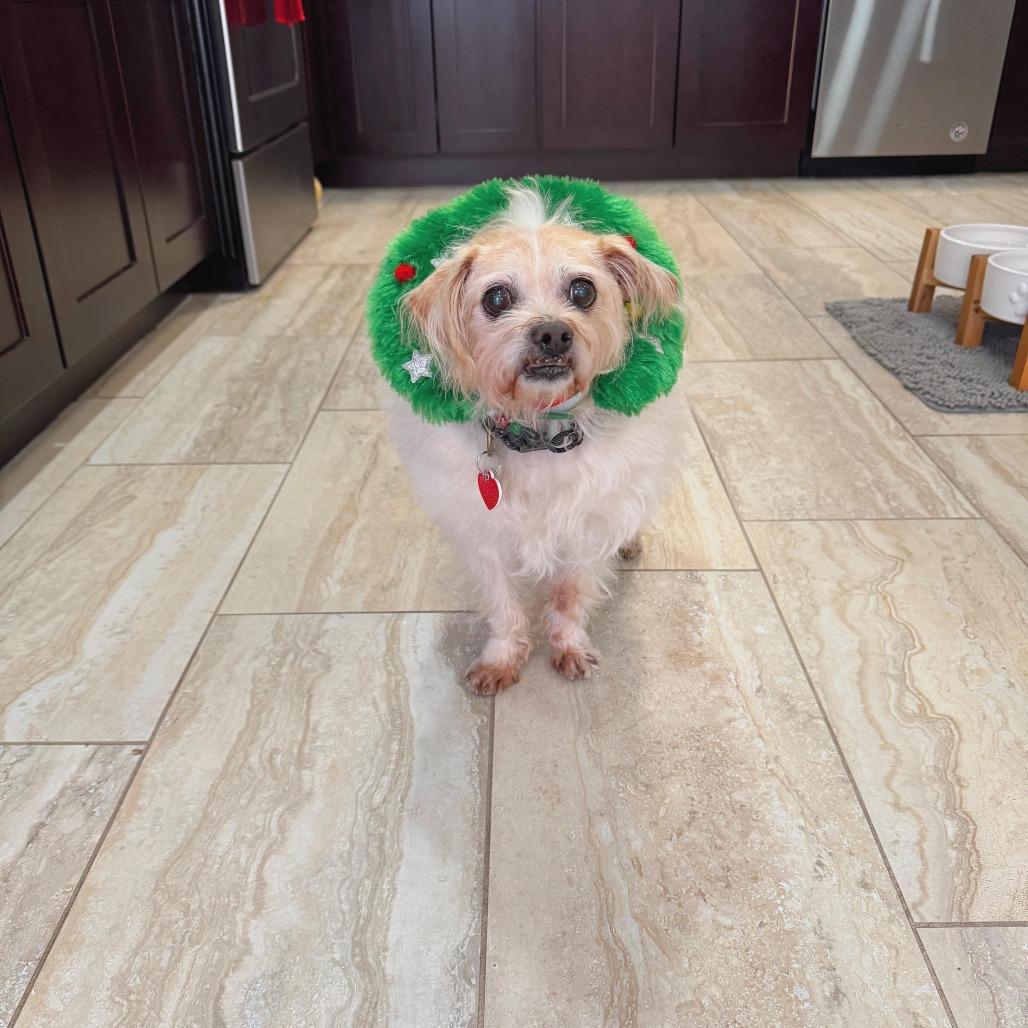 Enlarge Jake From State Farm, a Adoptable mixed breed in Los Angeles, CA image 2/5