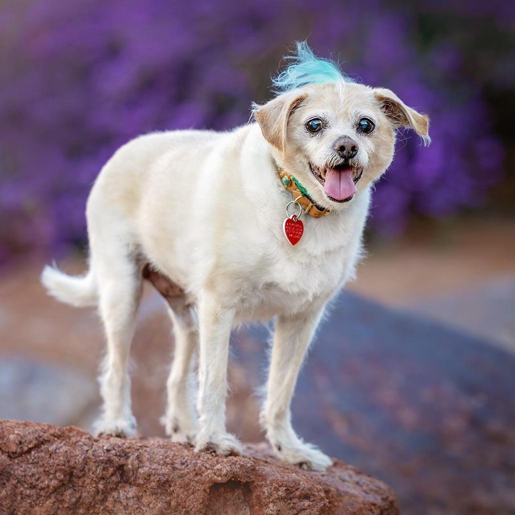 Enlarge Jake From State Farm, a Adoptable mixed breed in Los Angeles, CA image 1/6