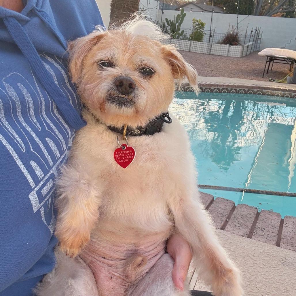 Enlarge Jake From State Farm, a Adoptable mixed breed in Los Angeles, CA image 3/5