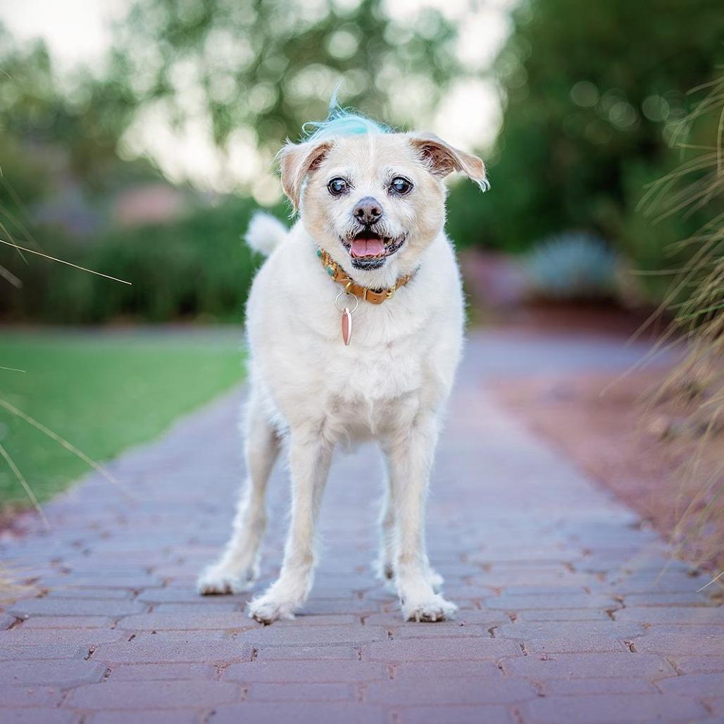 Enlarge Jake From State Farm, a Adoptable mixed breed in Los Angeles, CA image 1/5