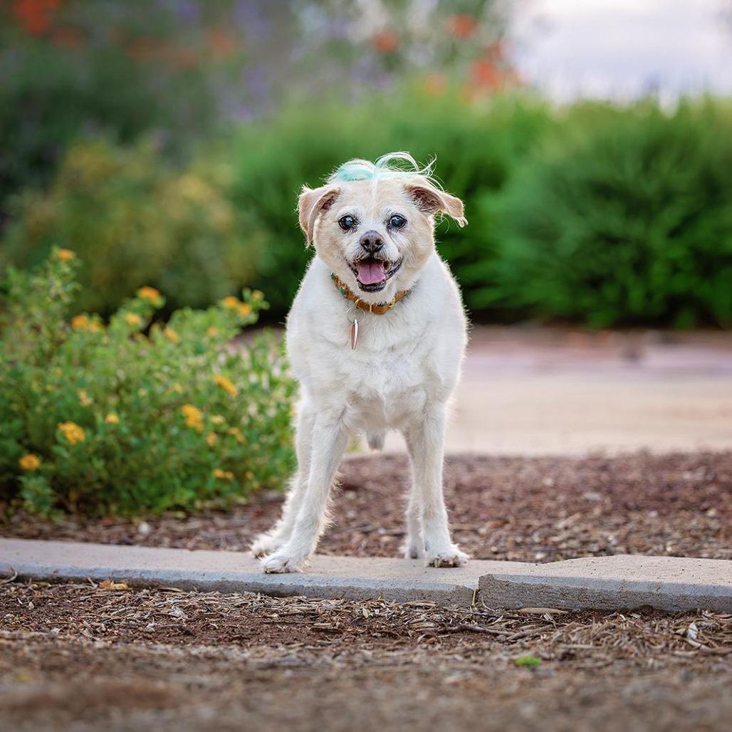Enlarge Jake From State Farm, a Adoptable mixed breed in Los Angeles, CA image 3/6