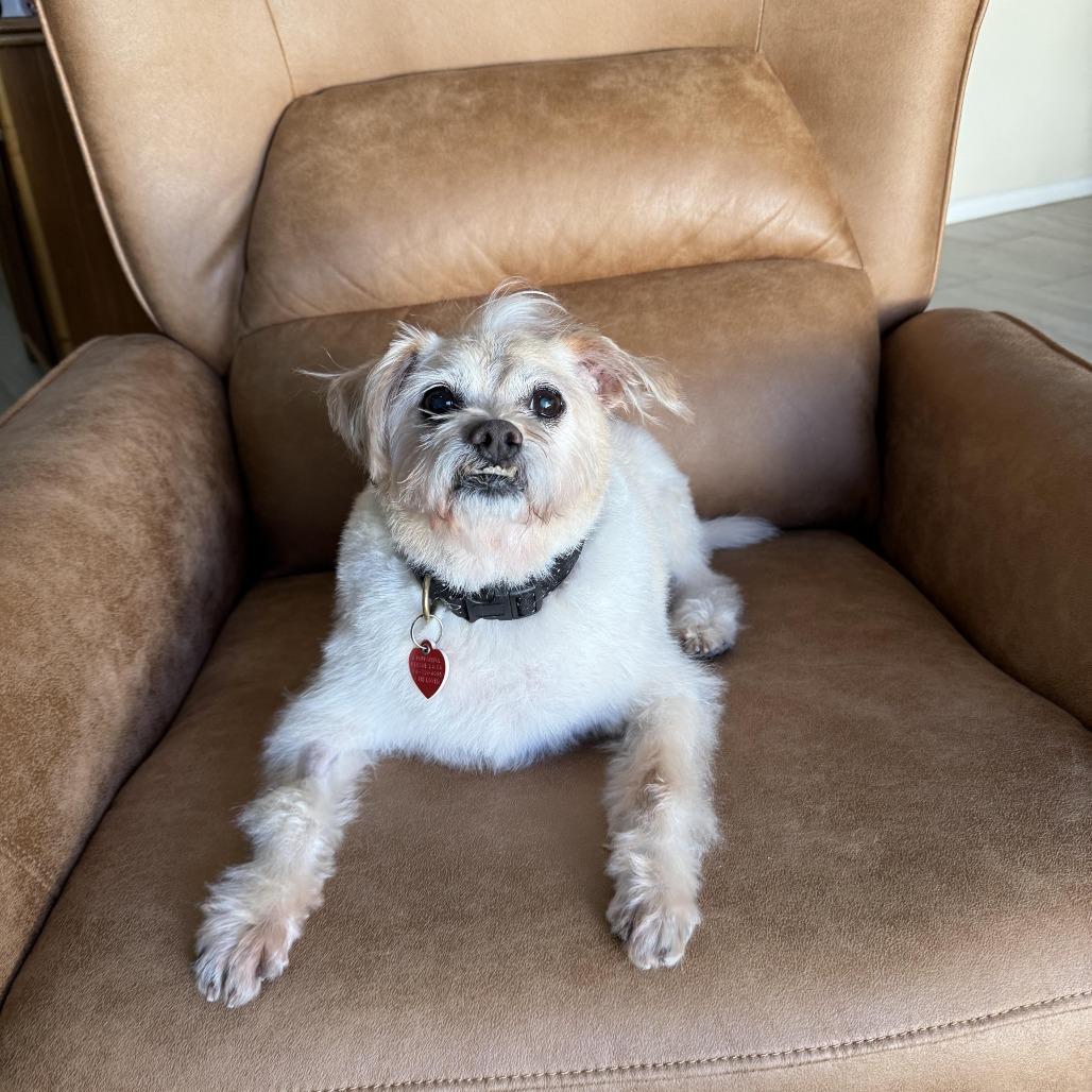 Enlarge Jake From State Farm, a Adoptable mixed breed in Los Angeles, CA image 4/5