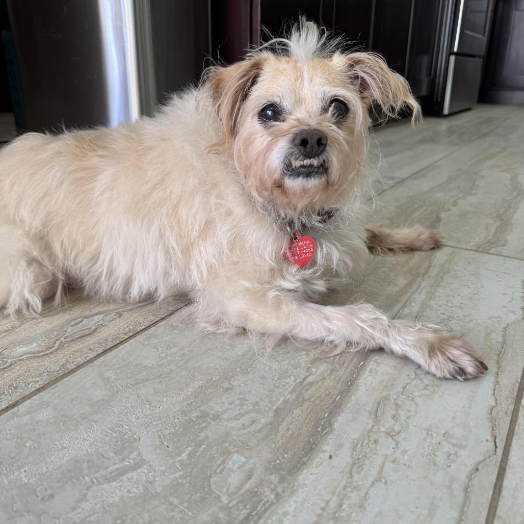 Enlarge Jake From State Farm, a Adoptable mixed breed in Los Angeles, CA image 5/5