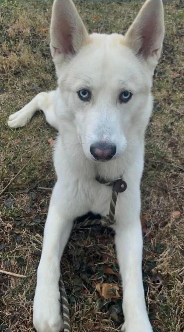 "Tooter", a Adoptable Siberian Husky in Conshohocken, PA image 5/6