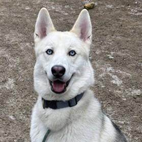 "Tooter", a Adoptable Siberian Husky in Conshohocken, PA image 6/6