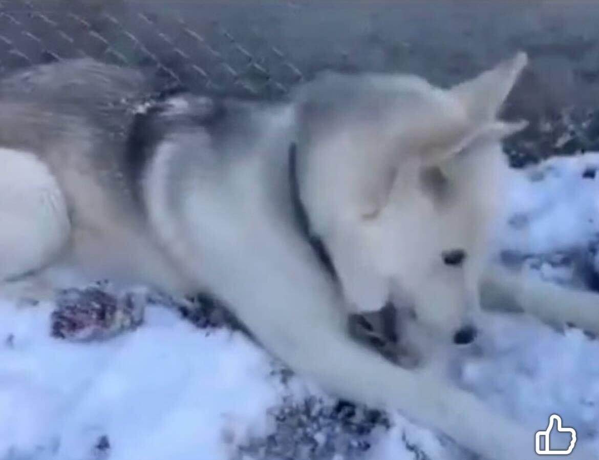 "Tooter", a Adoptable Siberian Husky in Conshohocken, PA image 4/6
