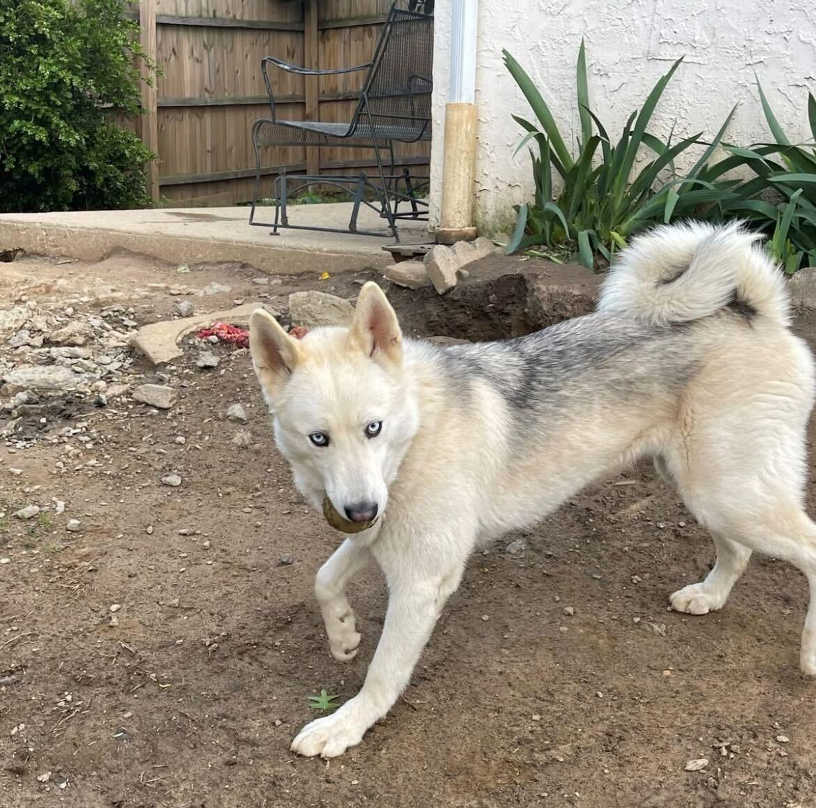 "Tooter", a Adoptable Siberian Husky in Conshohocken, PA image 1/6