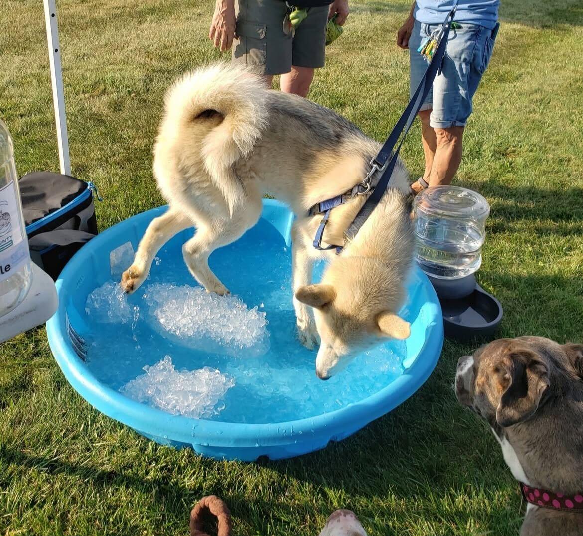 "Tooter", a Adoptable Siberian Husky in Conshohocken, PA image 2/6