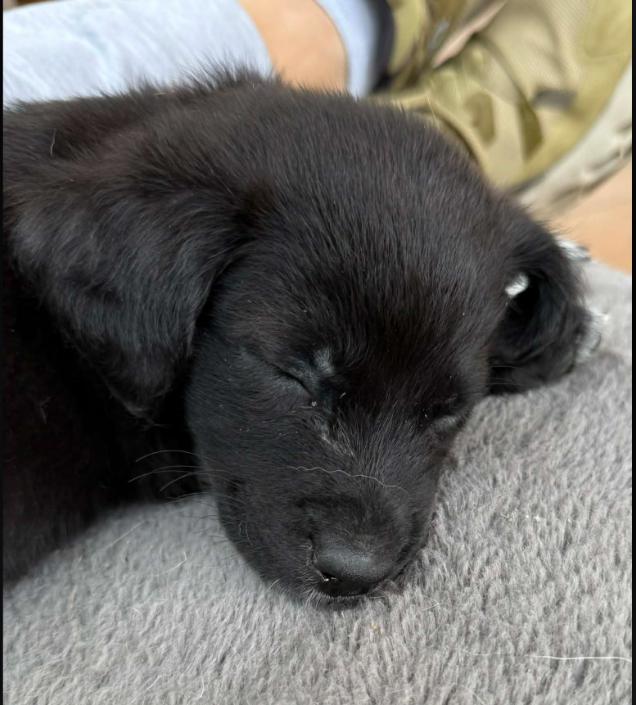 Enlarge Cherry, a Adoptable mixed breed in Eutawville, SC image 1/4