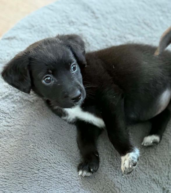 Enlarge Cherry, a Adoptable mixed breed in Eutawville, SC image 2/4