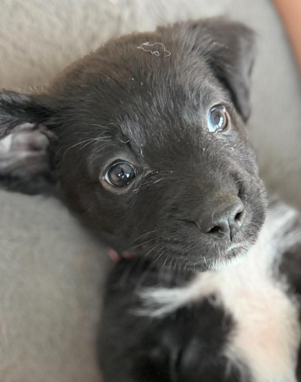 Enlarge Cherry, a Adoptable mixed breed in Eutawville, SC image 4/4