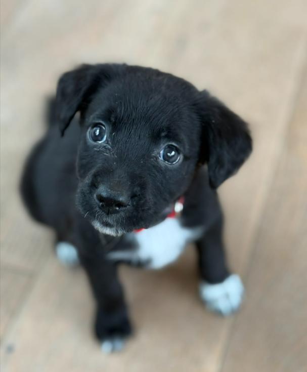 Enlarge Cherry, a Adoptable mixed breed in Eutawville, SC image 3/4