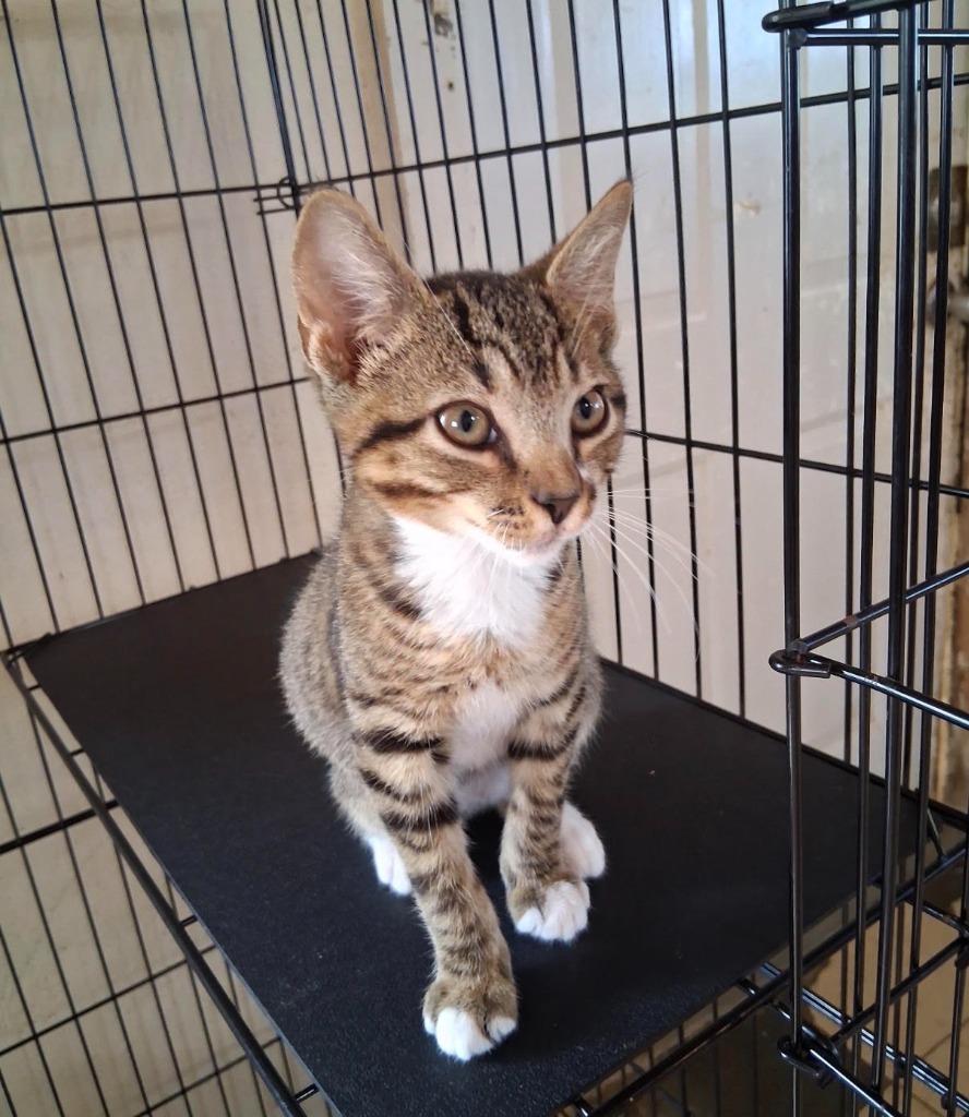 OLAF, Adoptable, Kitten Male Domestic Short Hair.