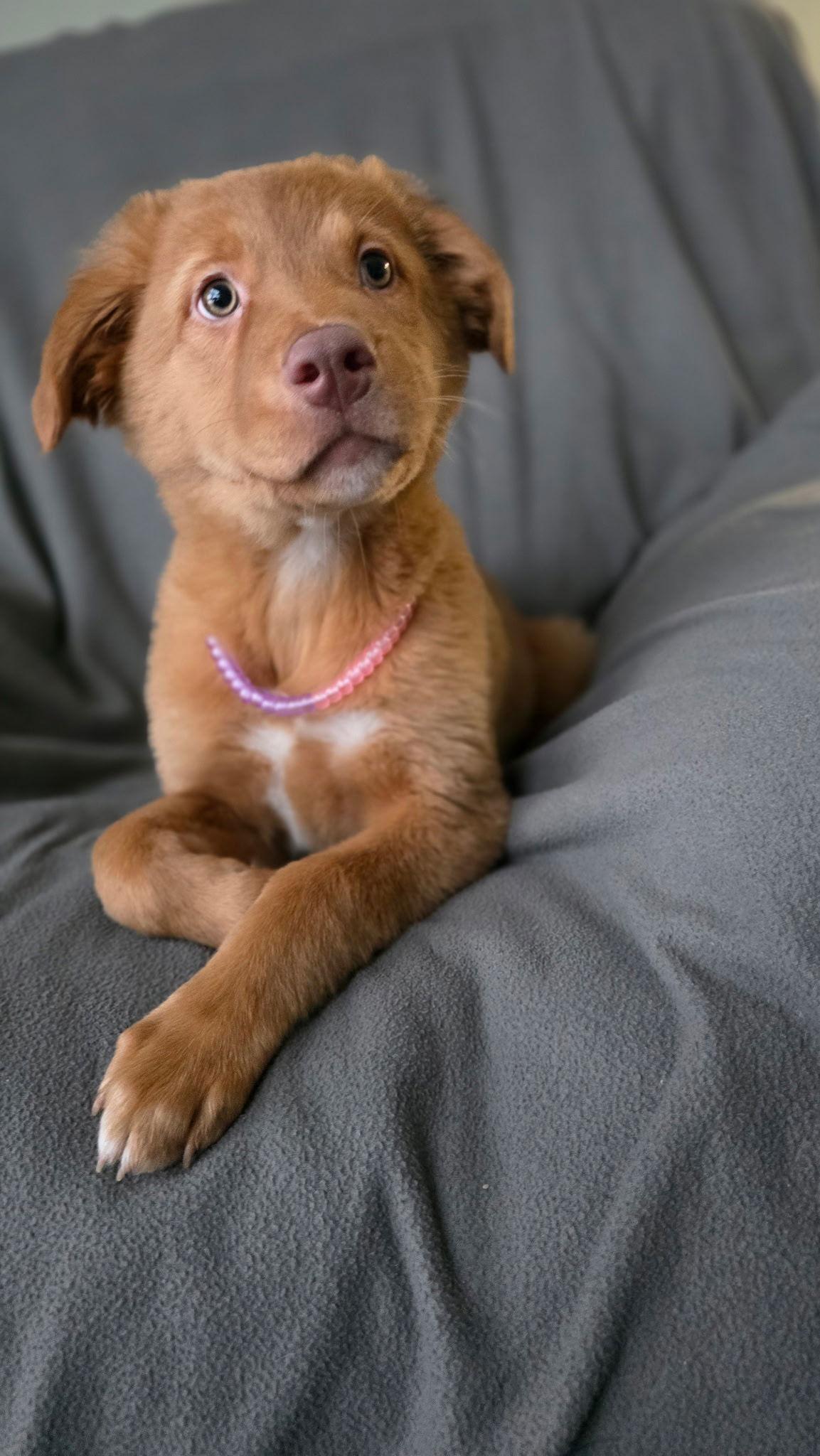 Enlarge Monica, a Adoptable Pit Bull Terrier in Duluth, MN image 1/1