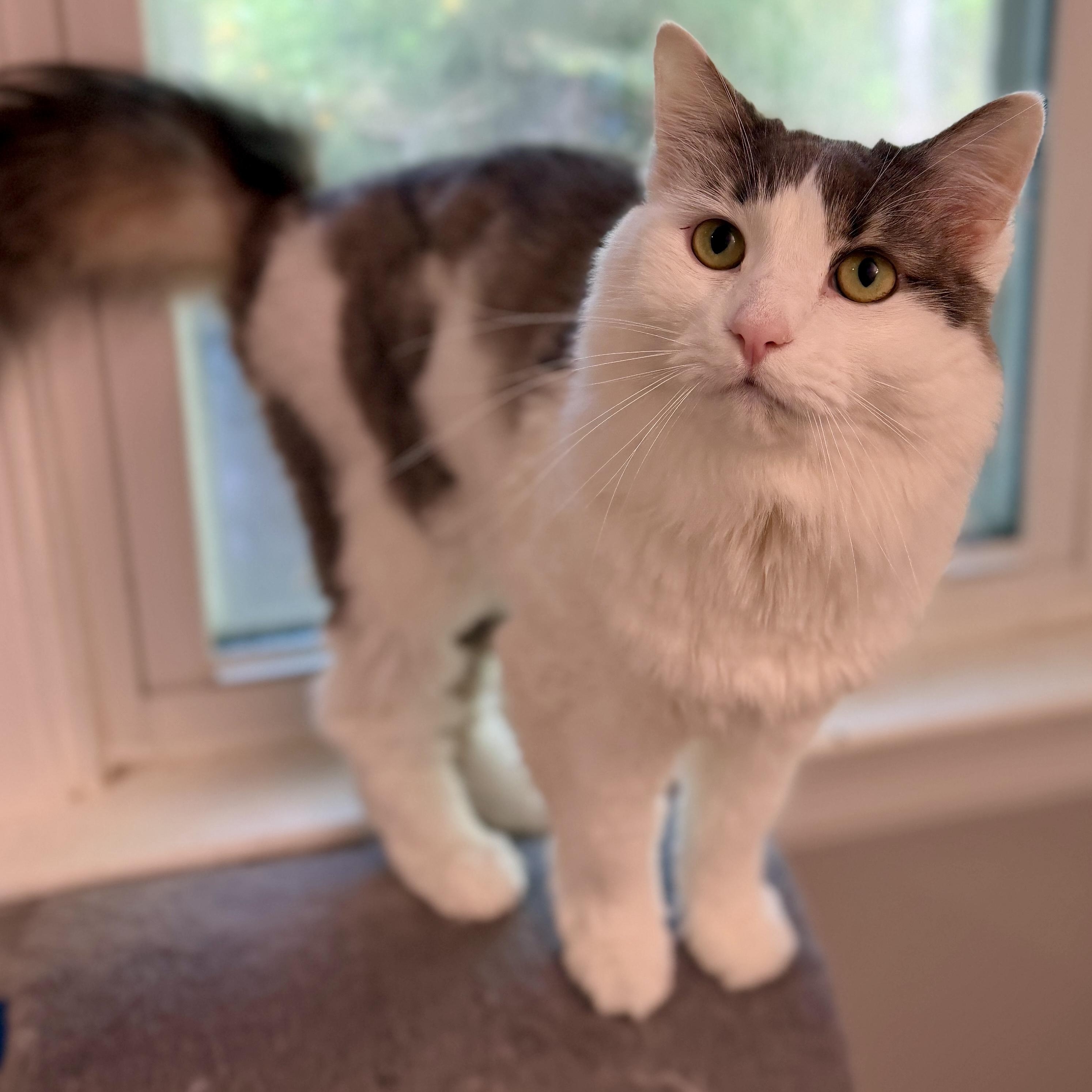 Enlarge Chloe Girl, an adoptable Domestic Long Hair in Richmond, VA image 1/1