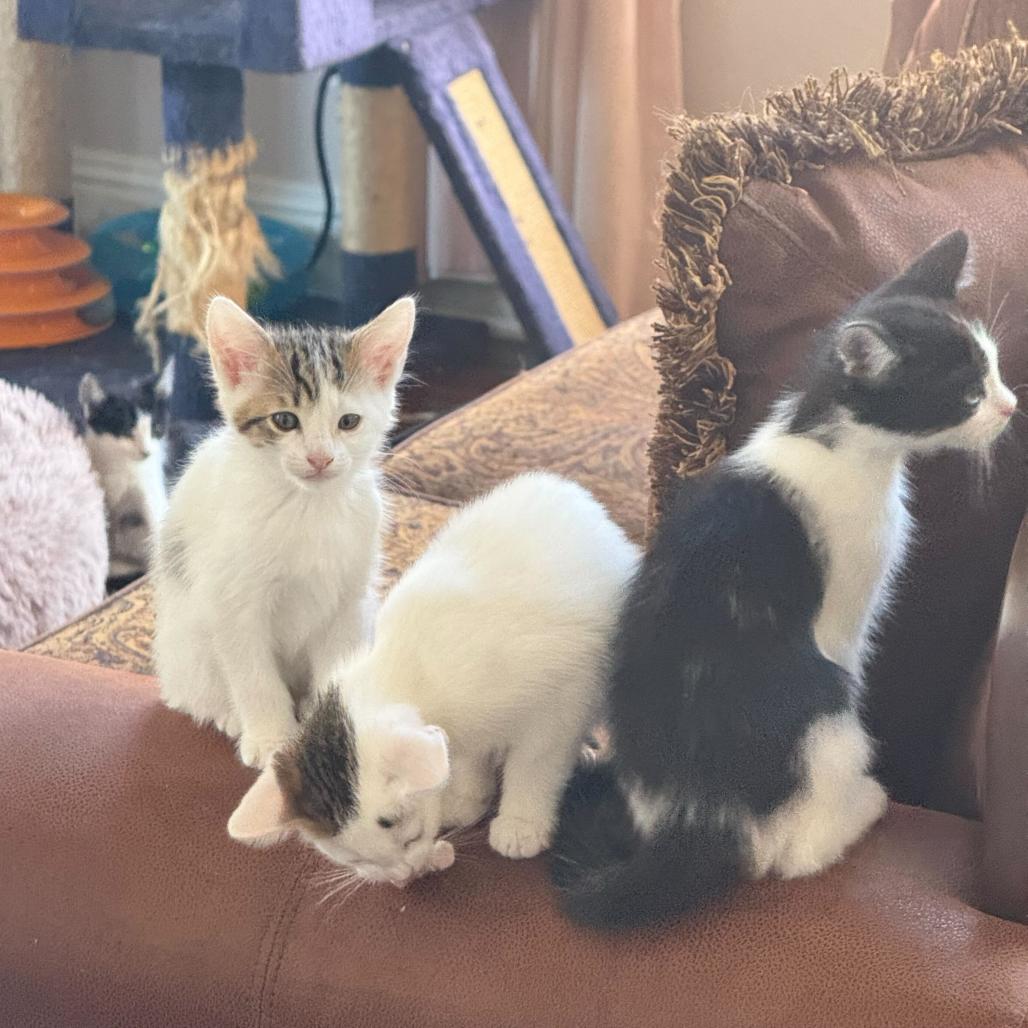 Juniper, Adoptable, Kitten Female Domestic Short Hair.