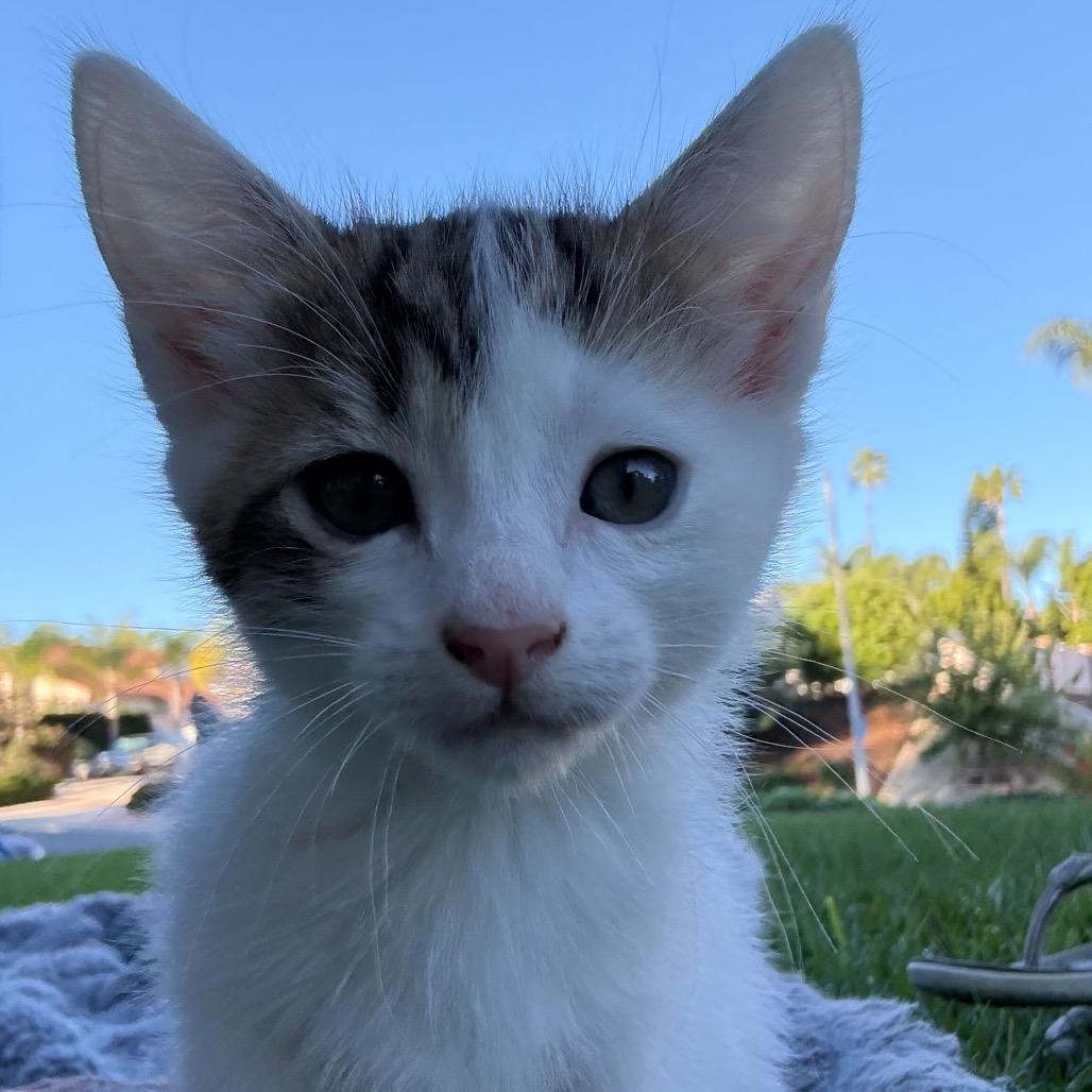 Enlarge Juniper, a Adoptable Domestic Short Hair in Escondido, CA image 2/4