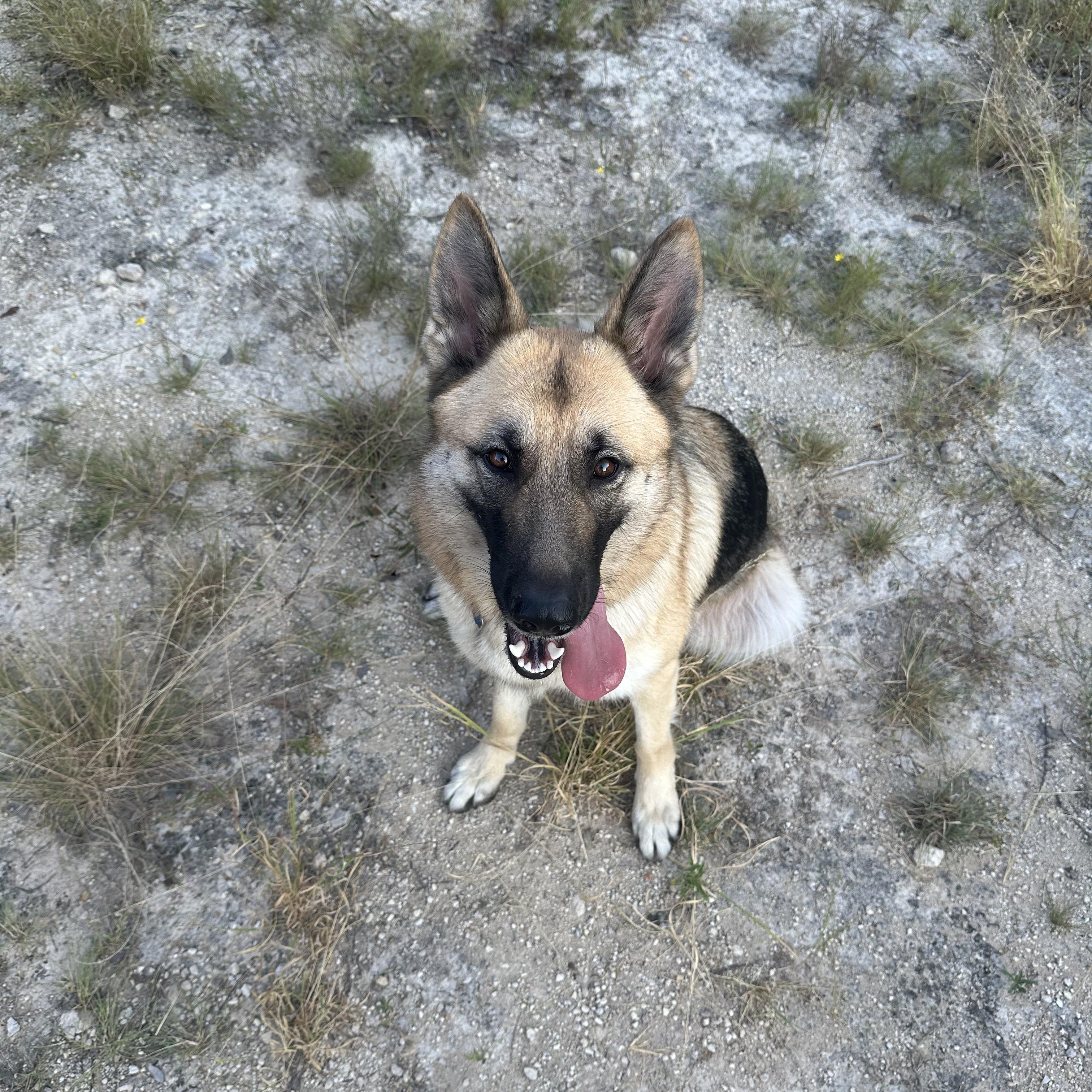 Kiya, adopted, Adult Female German Shepherd Dog.