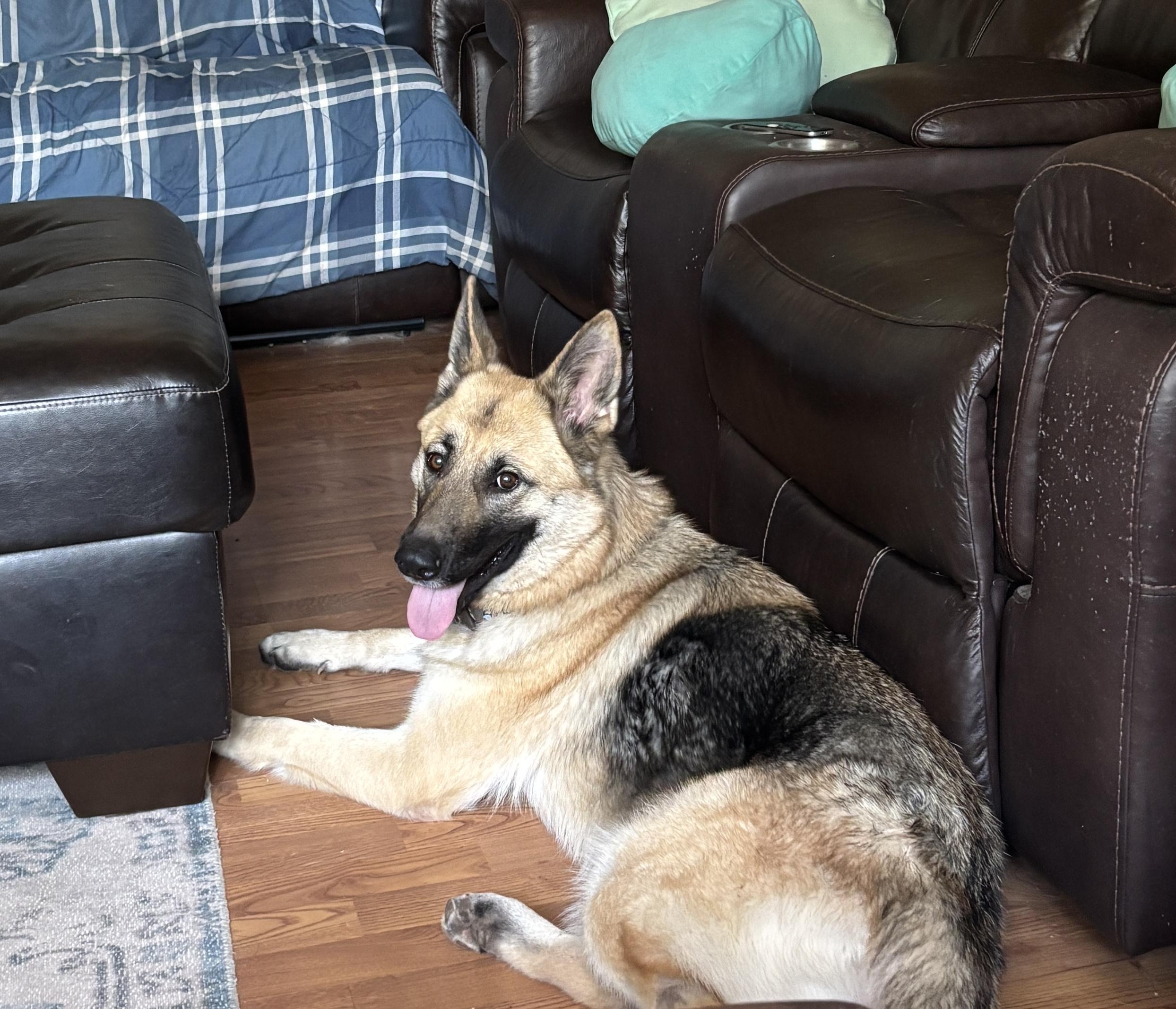 Enlarge Kiya, an adopted German Shepherd Dog in Lago Vista, TX image 2/2
