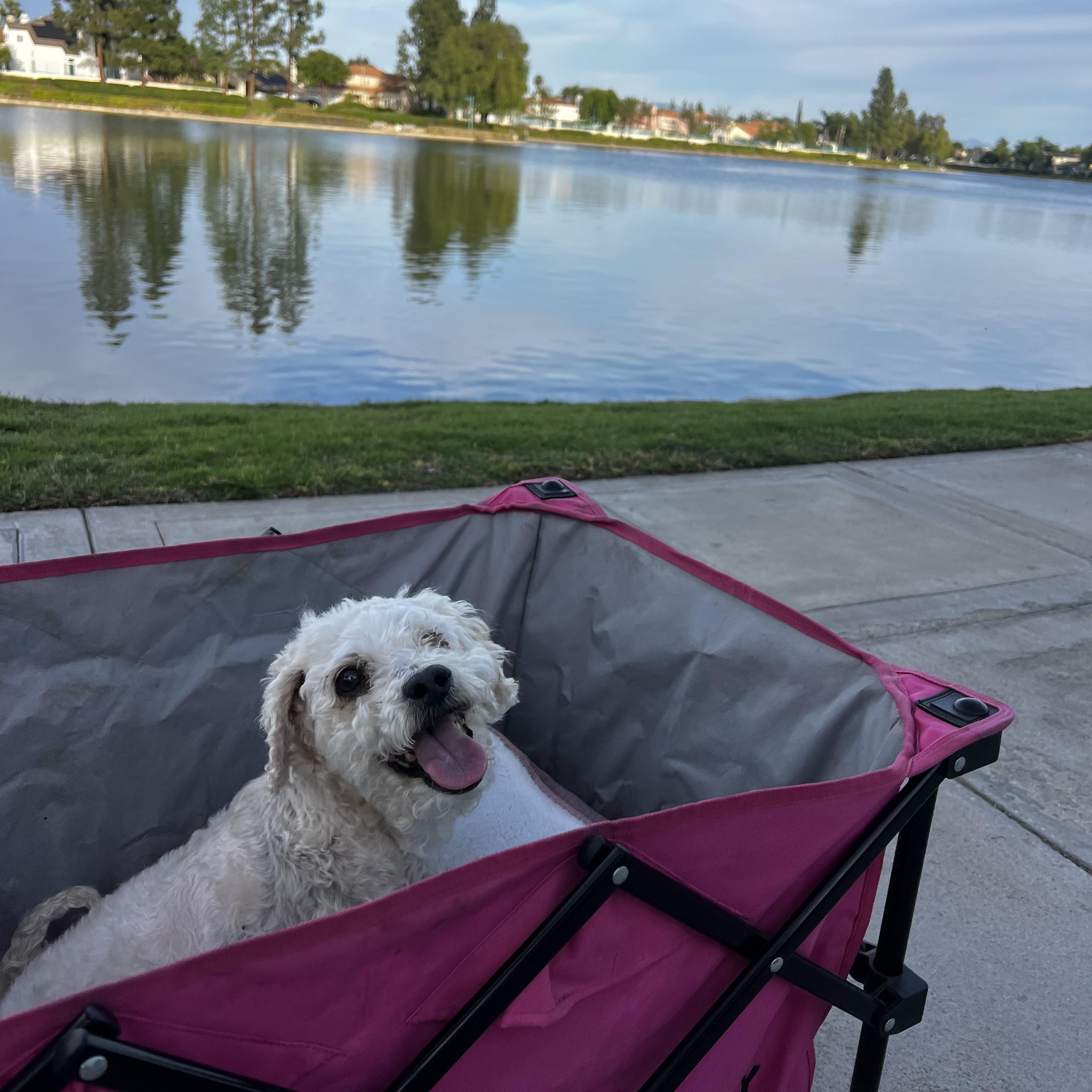 Pudding, a ADOPTABLE Maltipoo in Murrieta, CA image 2/2
