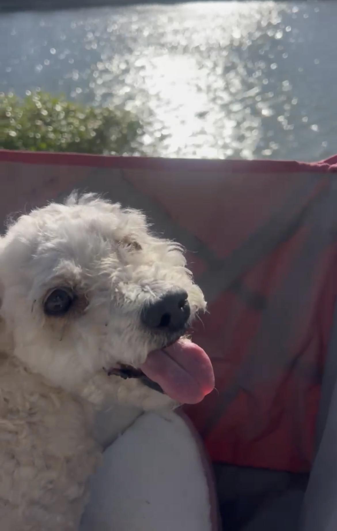 Pudding, ADOPTABLE, Adult Female Maltipoo.