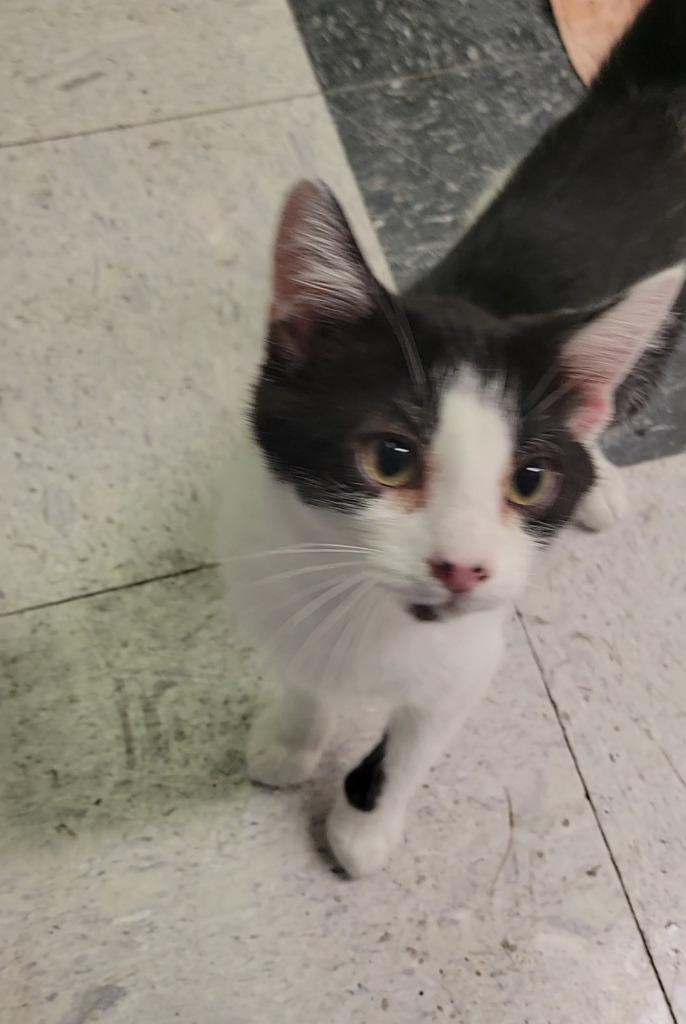 FRIEND, Adoptable, Kitten Male Domestic Short Hair.