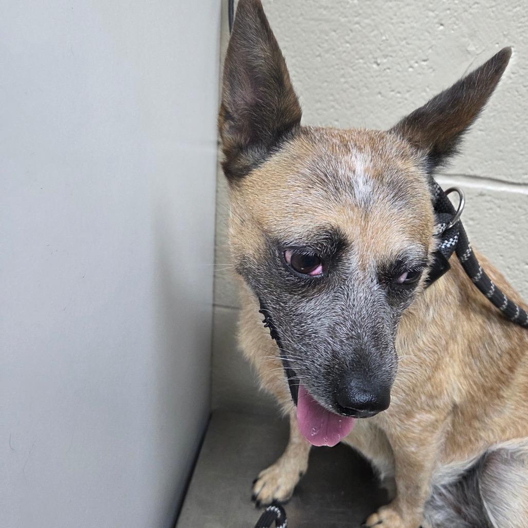 Tootie, Adoptable, Adult Female Australian Cattle Dog / Blue Heeler & Australian Cattle Dog / Blue Heeler.