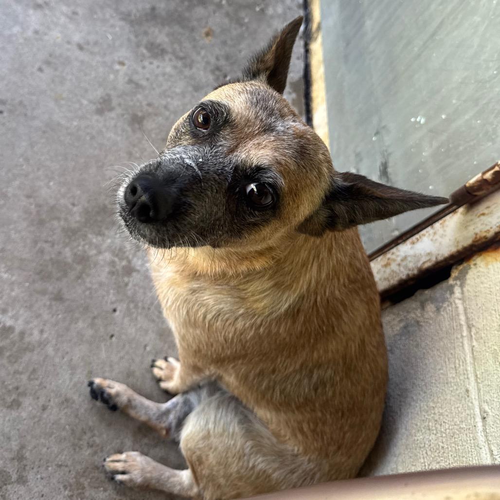 Enlarge Tootie, a Adoptable mixed breed in Madisonville, KY image 2/6