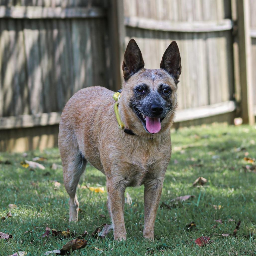 Enlarge Tootie, a Adoptable mixed breed in Madisonville, KY image 3/6