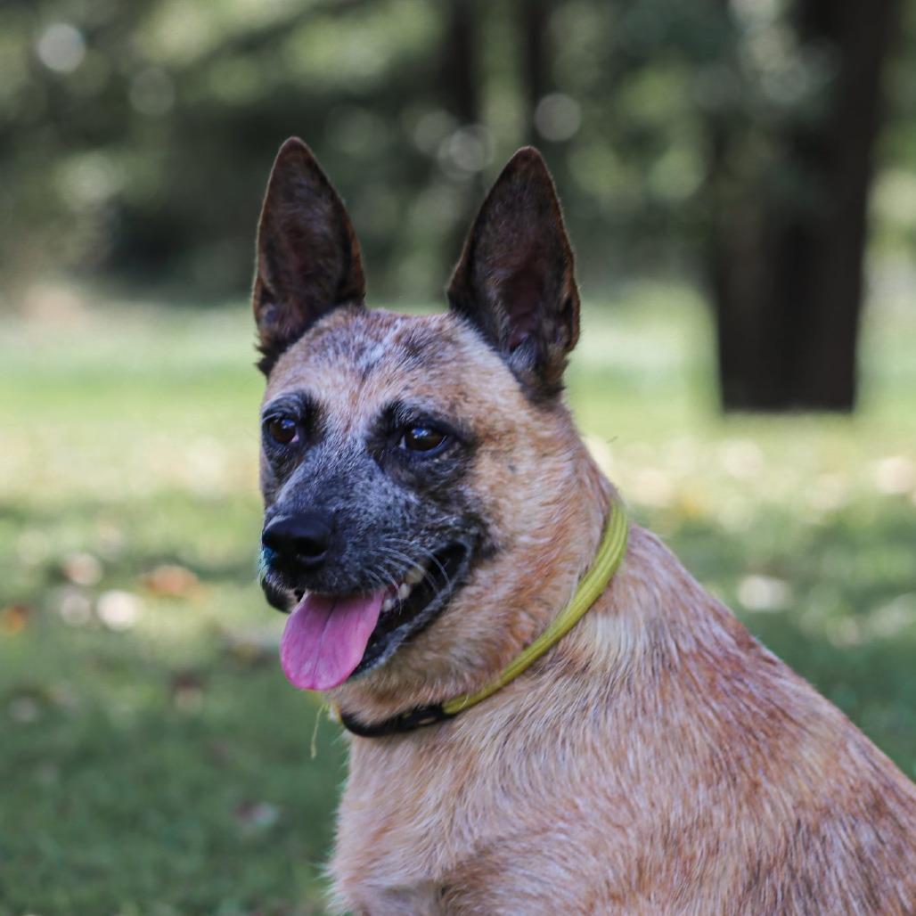 Enlarge Tootie, a Adoptable mixed breed in Madisonville, KY image 4/6