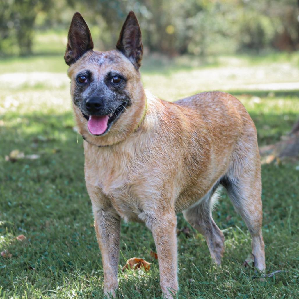 Enlarge Tootie, a Adoptable mixed breed in Madisonville, KY image 5/6