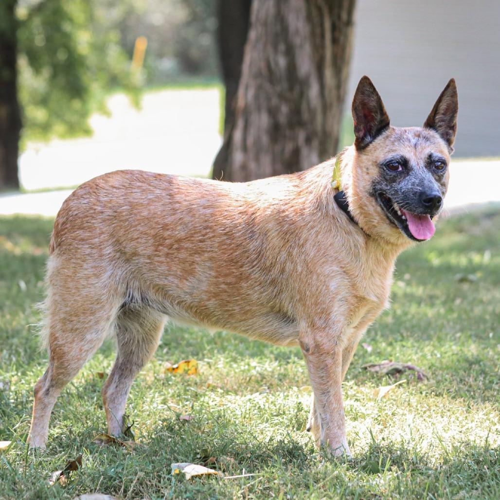 Enlarge Tootie, a Adoptable mixed breed in Madisonville, KY image 6/6
