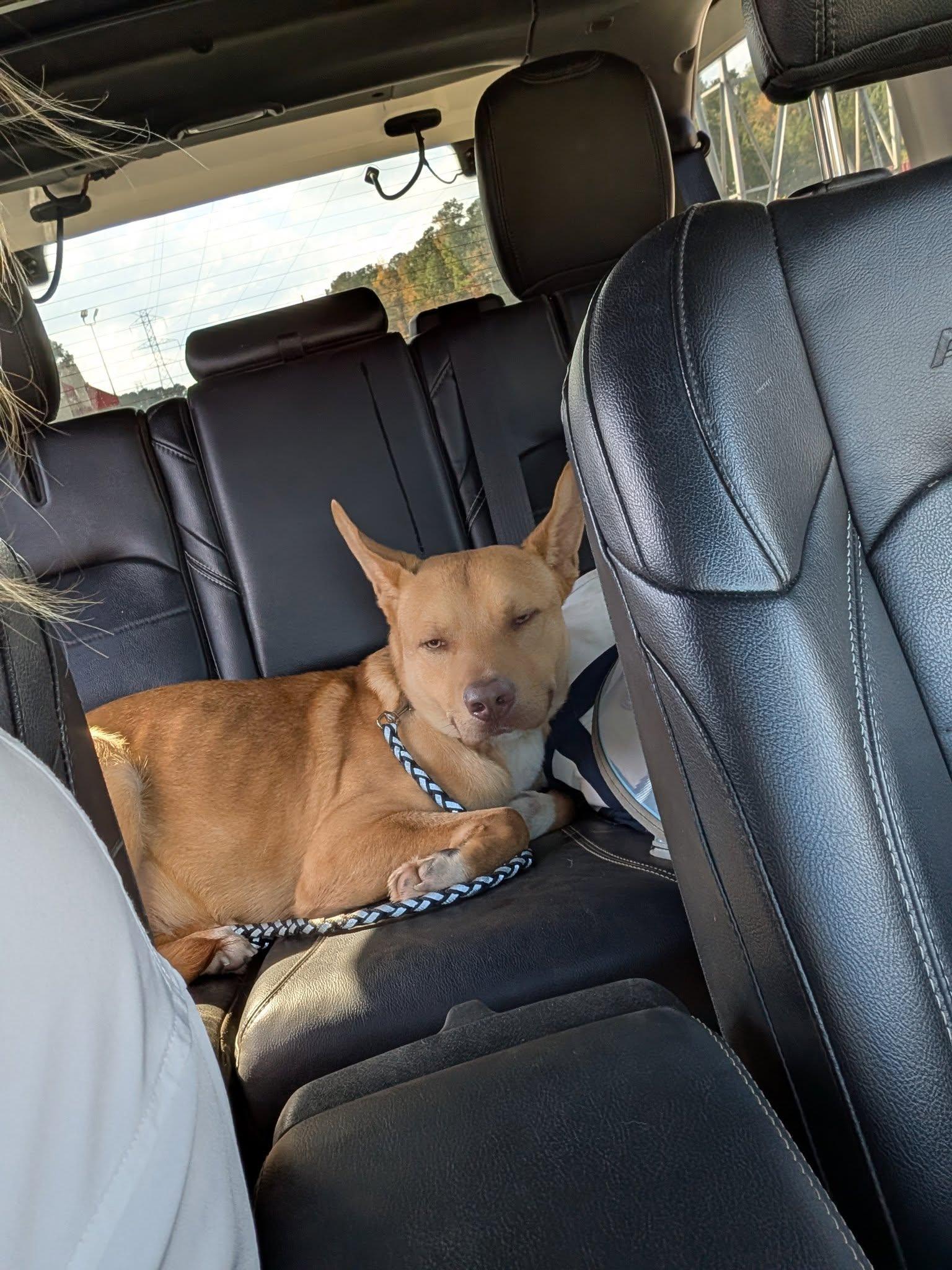 Enlarge Cheese, a ADOPTABLE mixed breed in Charlotte, NC image 4/5