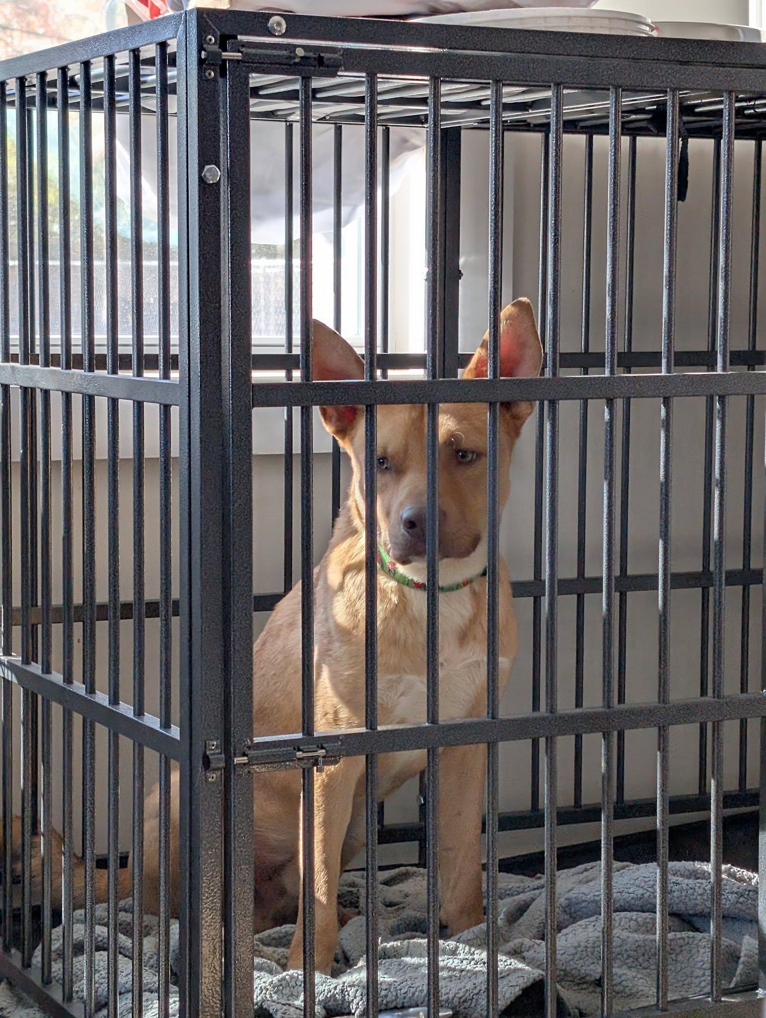 Enlarge Cheese, a ADOPTABLE mixed breed in Charlotte, NC image 5/5