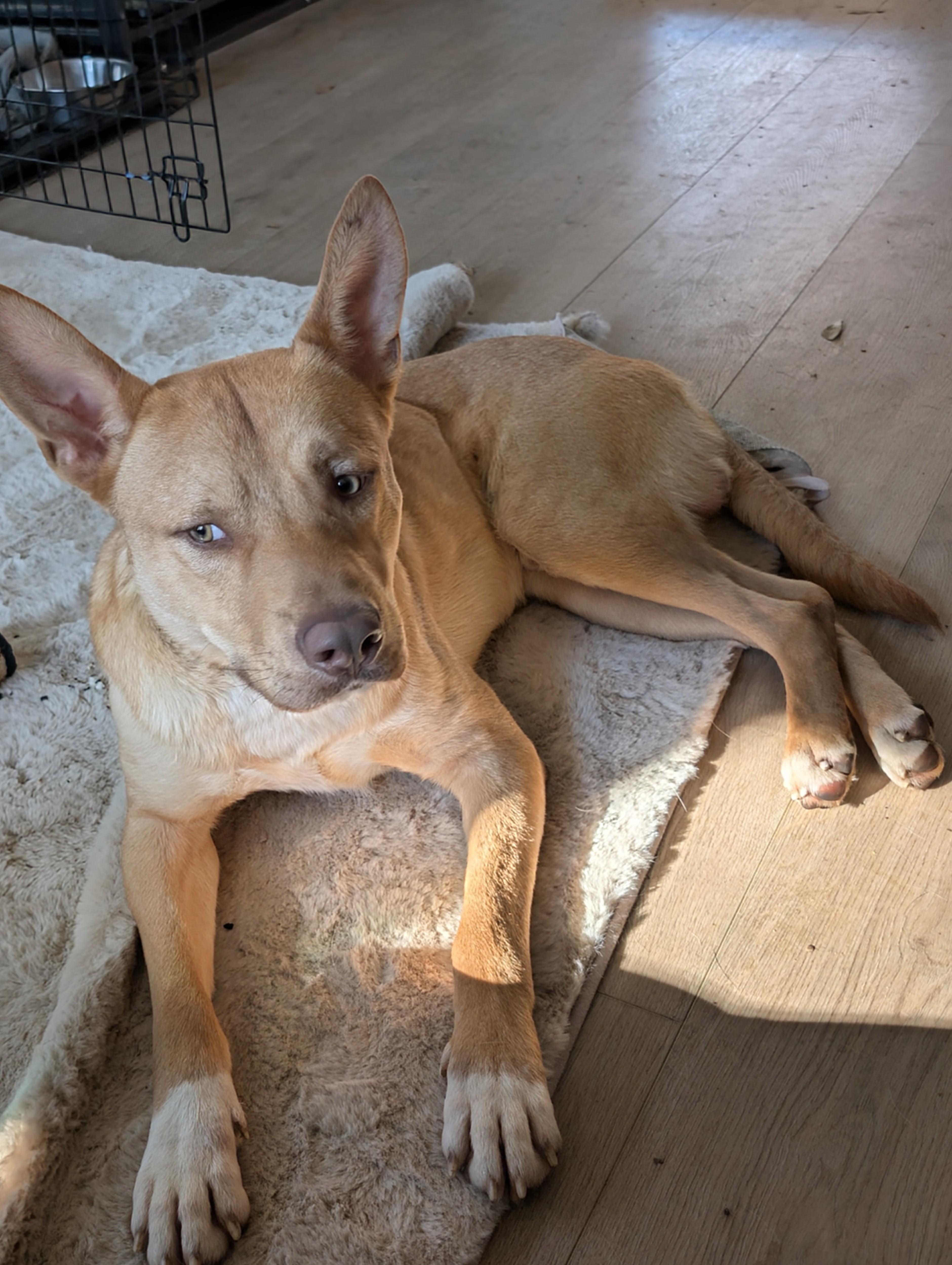 Enlarge Cheese, a ADOPTABLE mixed breed in Charlotte, NC image 3/5