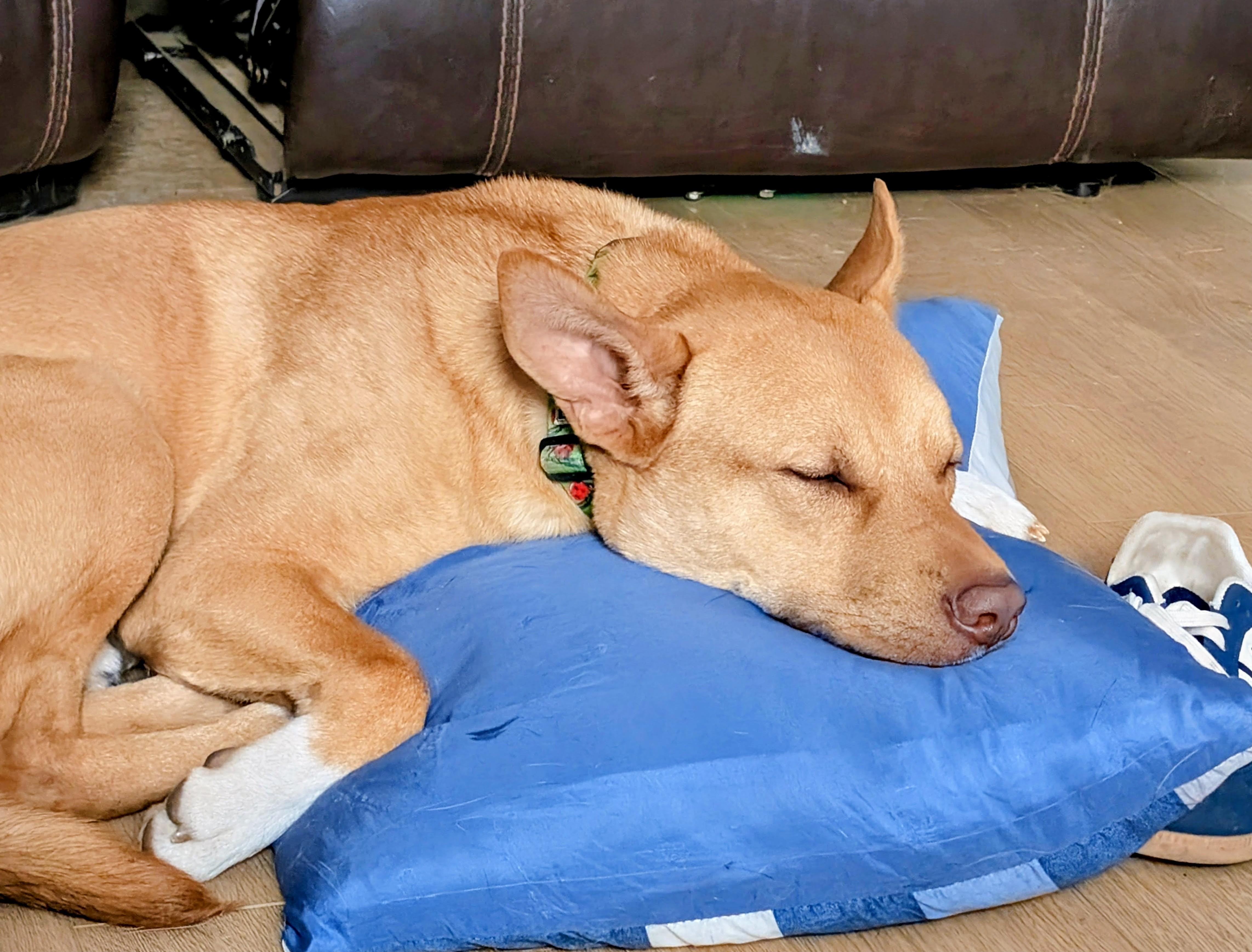 Cheese, ADOPTABLE, Young Male Cattle Dog & Retriever.