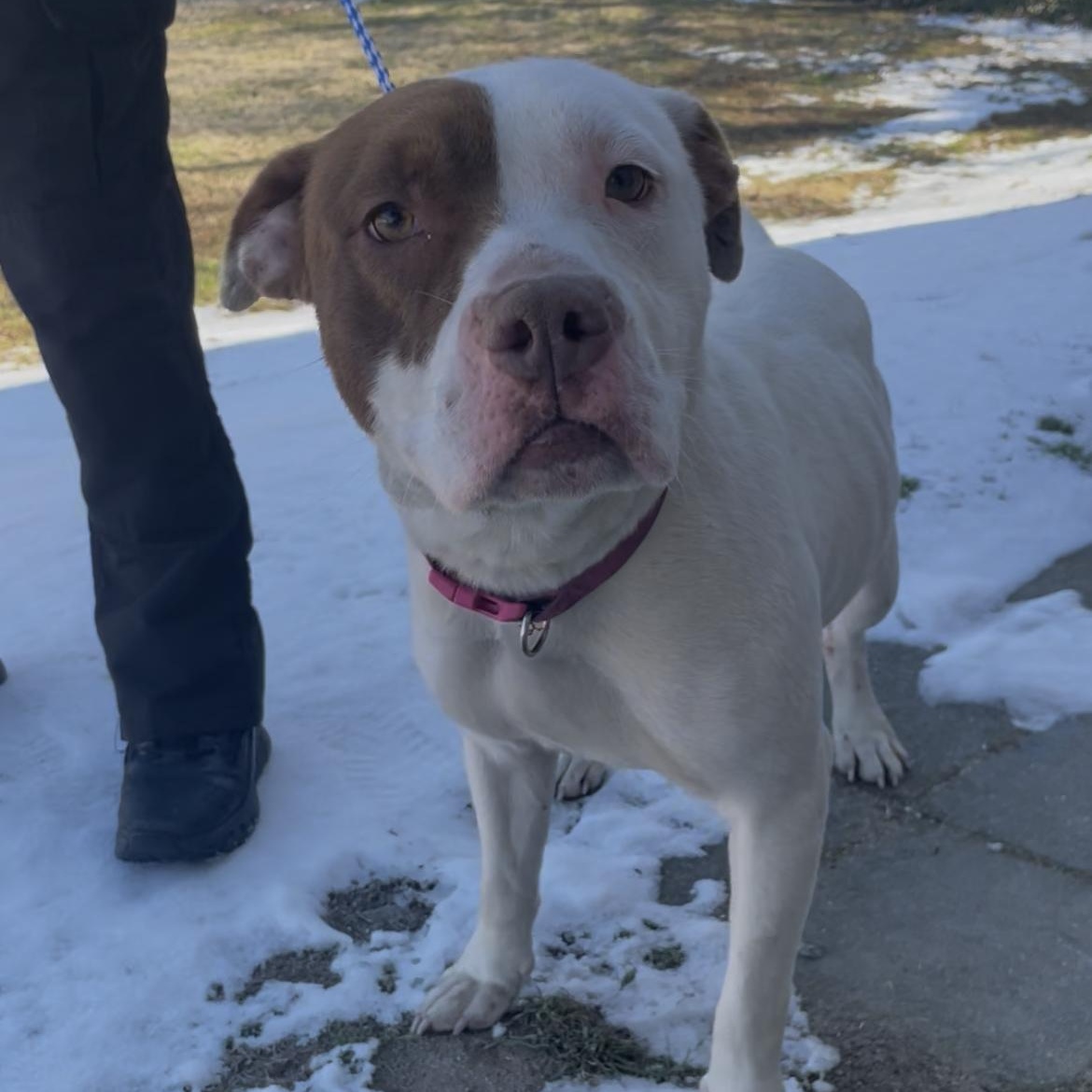 Amethyst10050, ADOPTABLE, Adult Female Pit Bull Terrier.