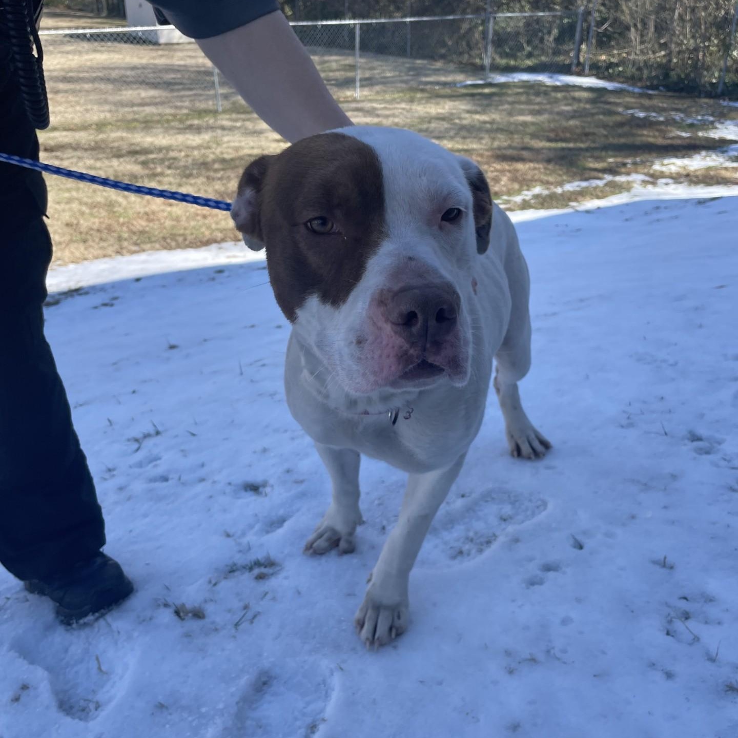 Enlarge Amethyst10050, a ADOPTABLE mixed breed in Rocky Mount, NC image 2/3