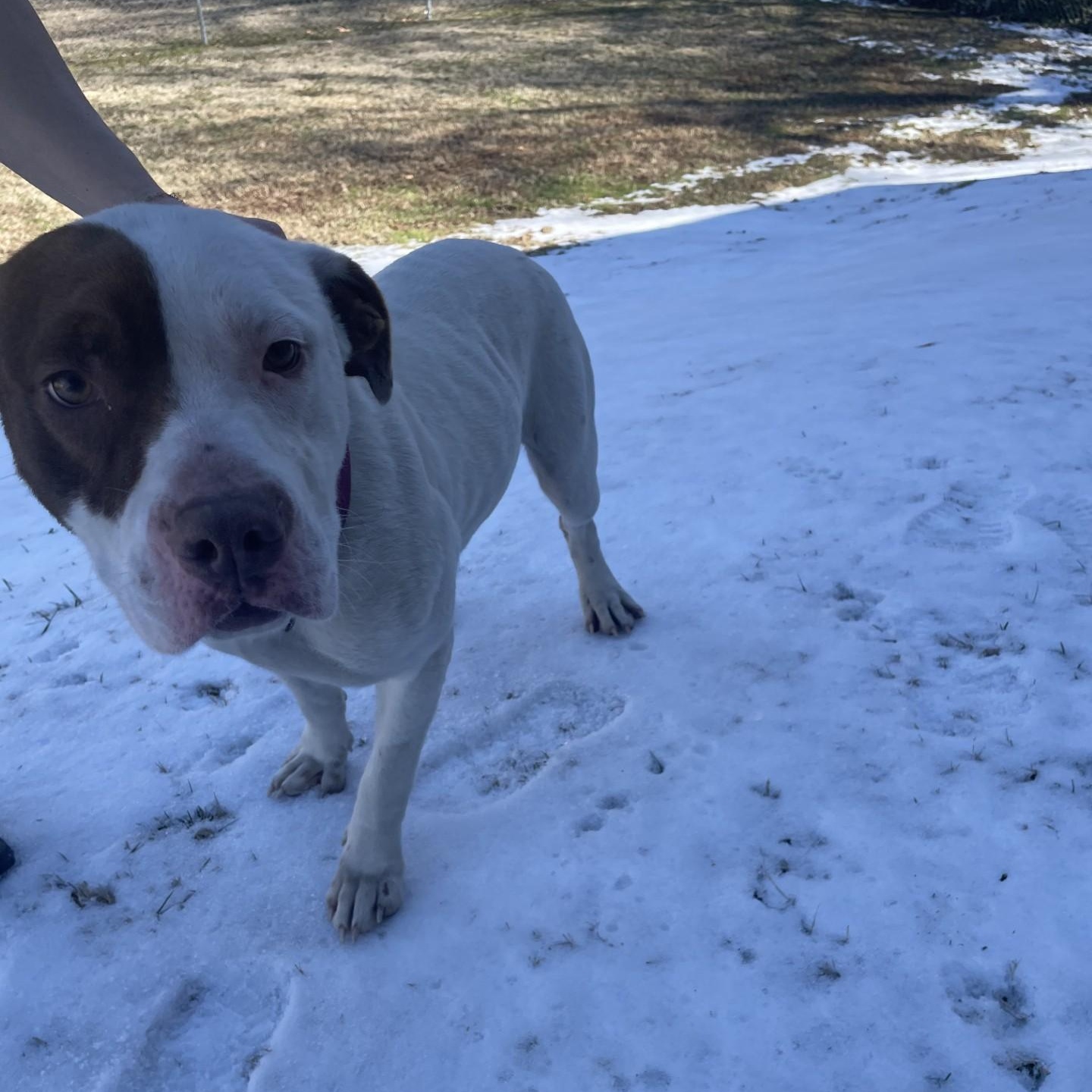 Enlarge Amethyst10050, a ADOPTABLE mixed breed in Rocky Mount, NC image 3/3