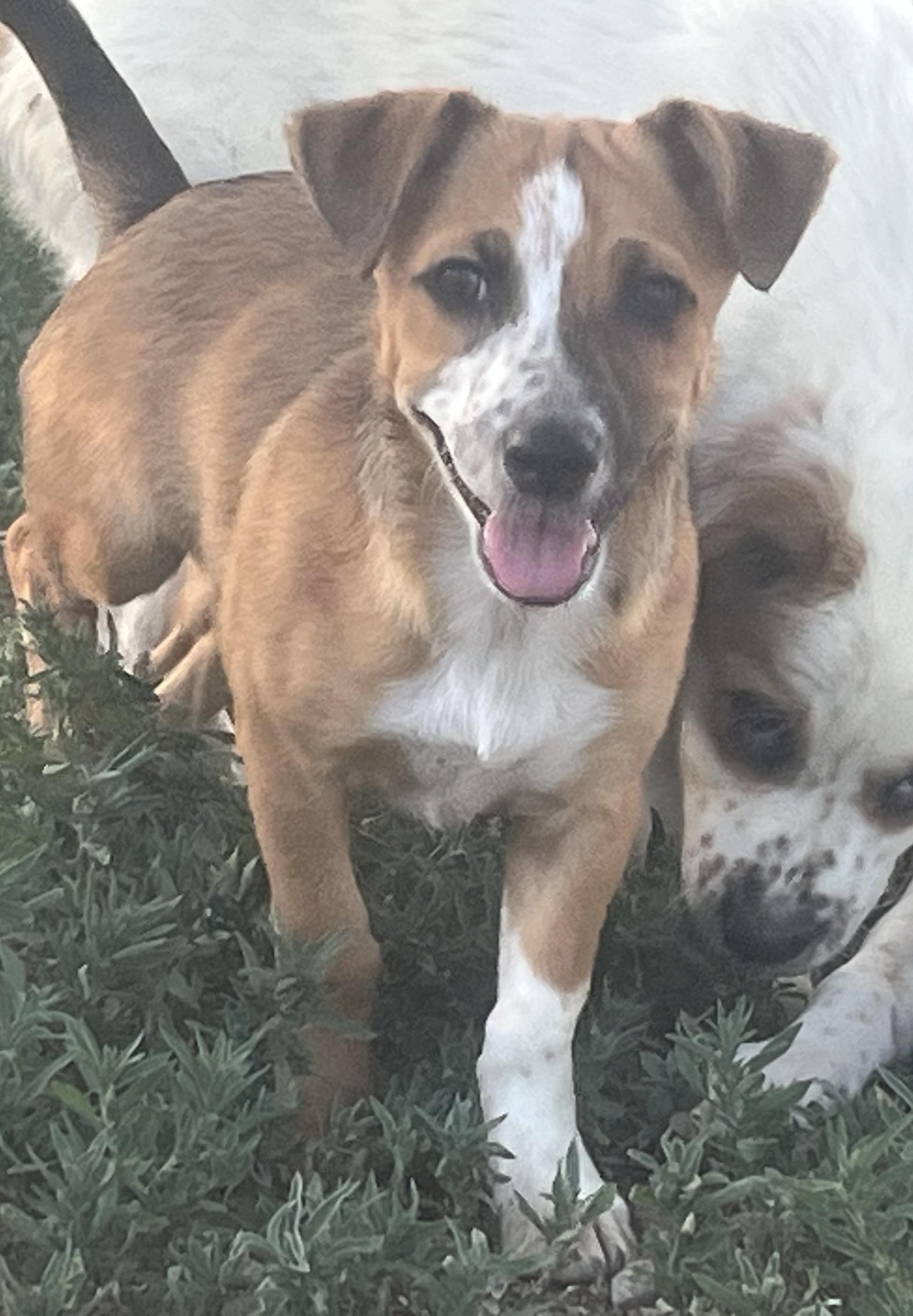 Anna, adoptable, Puppy Female Dachshund & Corgi.