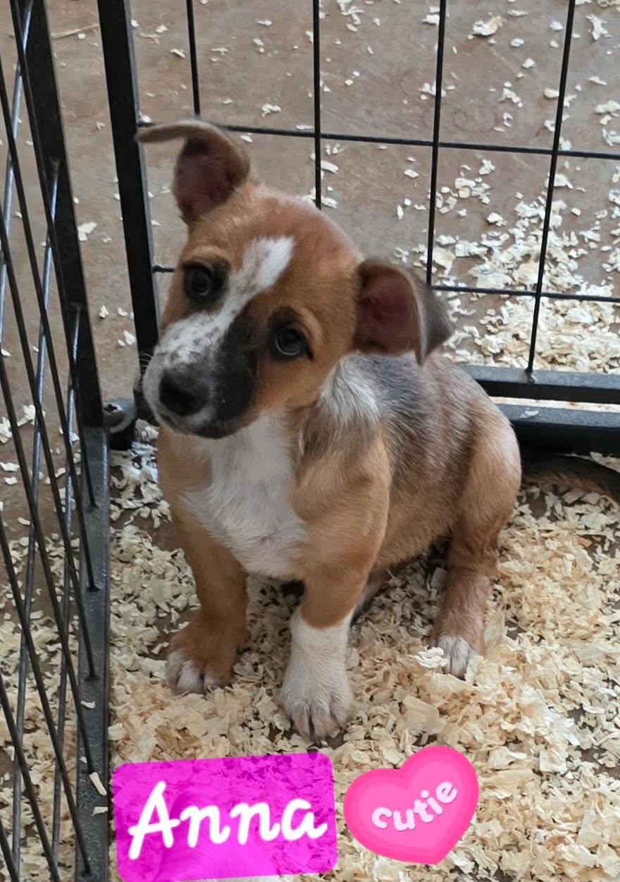 Anna, Adoptable, Puppy Female Dachshund.