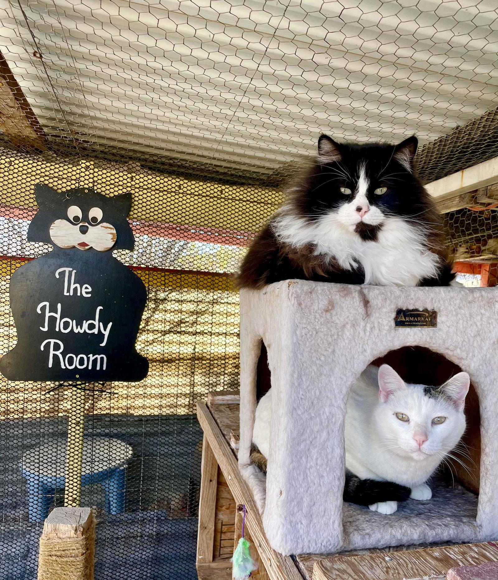 Alex and Feather --Together Forever!, Adoptable, Young Male Tuxedo & Domestic Short Hair.