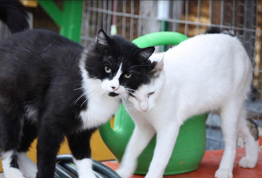 Alex and Feather --Together Forever!, Adoptable, Young Male Tuxedo & Domestic Short Hair.