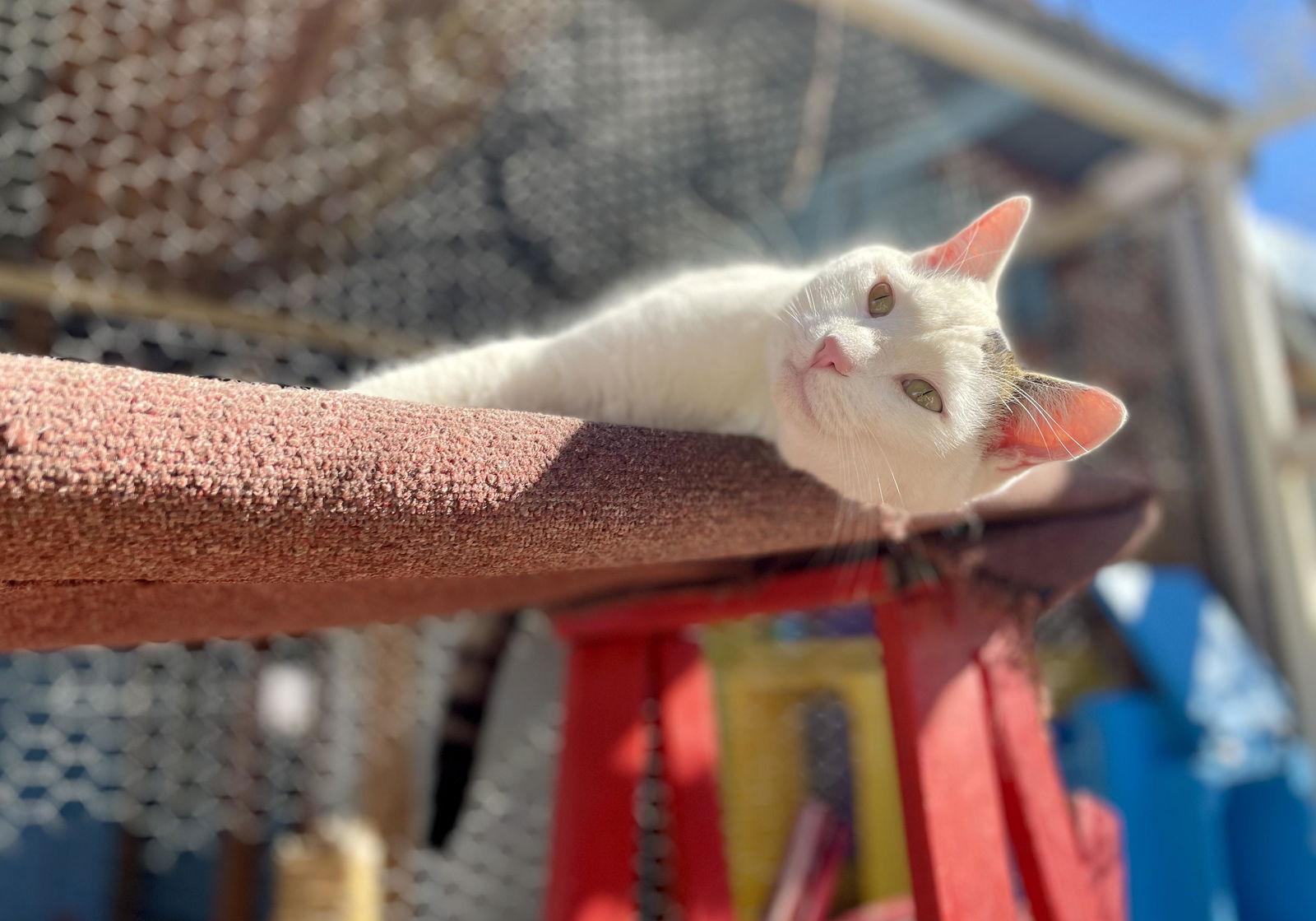 Enlarge Alex and Feather --Together Forever!, a Adoptable mixed breed in Williamsburg, NM image 3/4