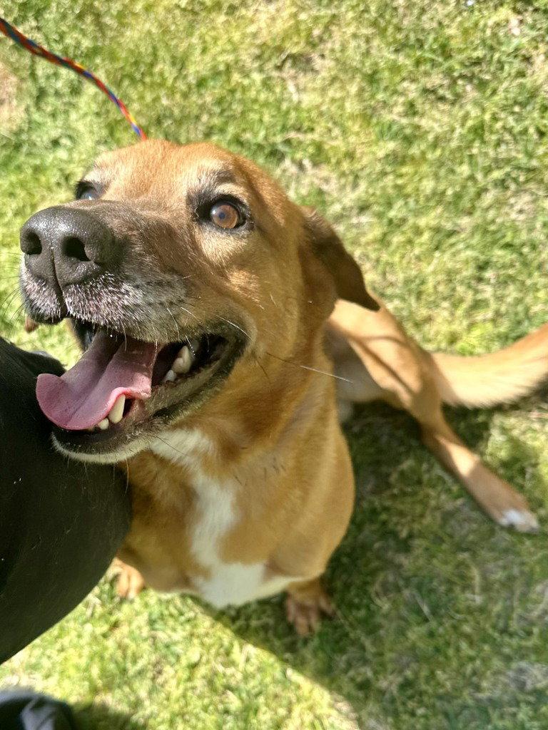 Enlarge DA 33 Harry, a Adoptable Hound in Glen Allen, VA image 1/2