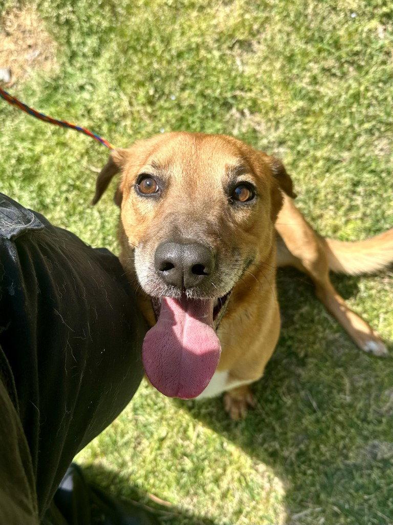 Enlarge DA 33 Harry, a Adoptable Hound in Glen Allen, VA image 2/2