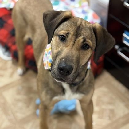 Reba, ADOPTABLE, Young Female Shepherd.