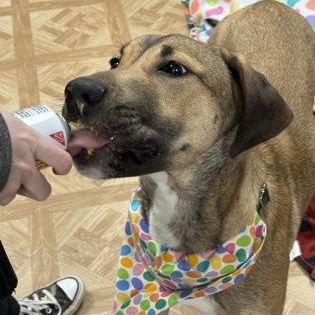 Enlarge Reba, a ADOPTABLE mixed breed in Worcester, MA image 2/2